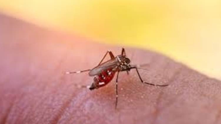 dengue
