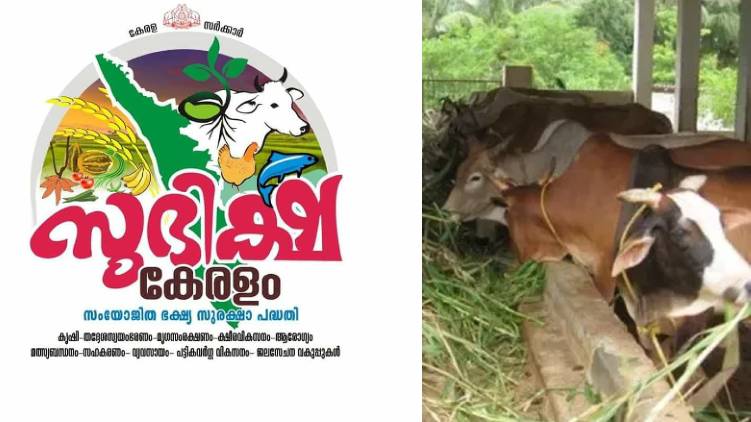COW INDIA