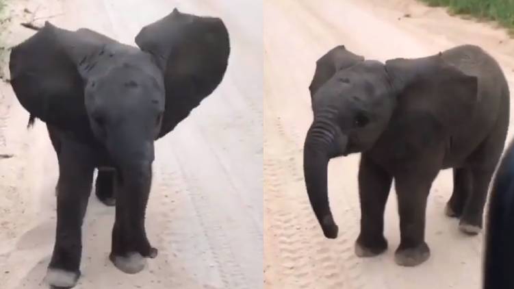 baby elephant