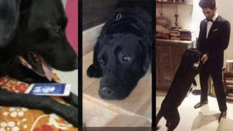 sushant singhs pet dog alive