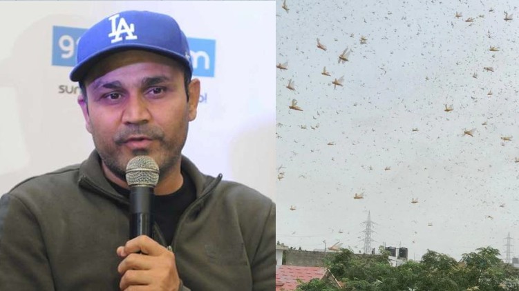 locust attack virendar sehwag