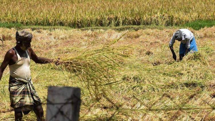 paddy cultivation