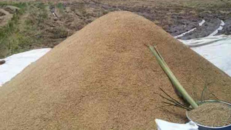 Thrissur Supplyco procured 99961 tonnes of paddy