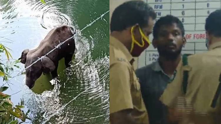 elephant death accused wilson remanded