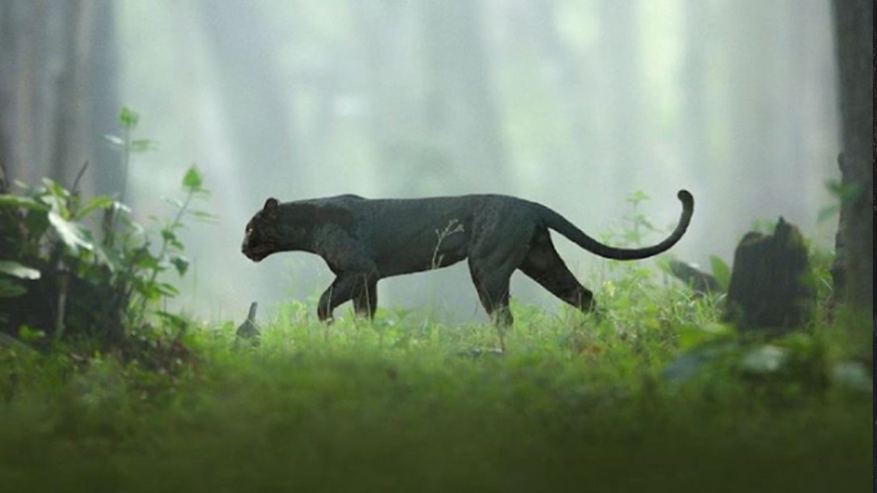 black panther karnataka viral