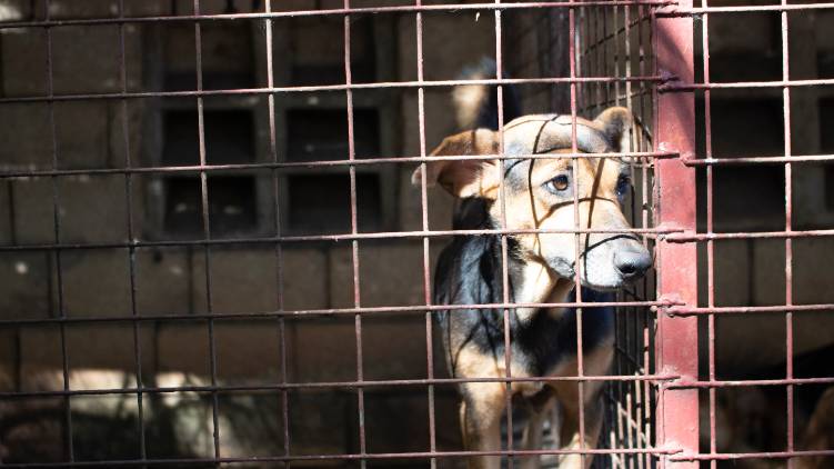 nagaland bans dog meat