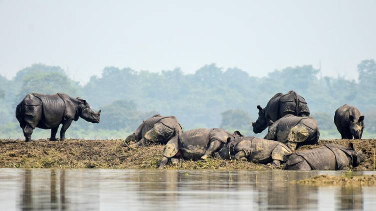 Kaziranga National Park Cannot Survive Without Annual Floods
