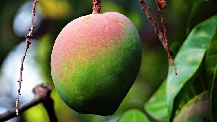 indias first mango heritage village