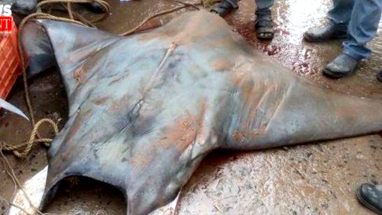 Giant Fish Weighing Nearly 800kg Caught