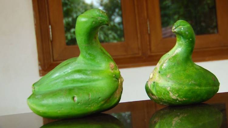 malappuram duck shaped pappaya shocks internet