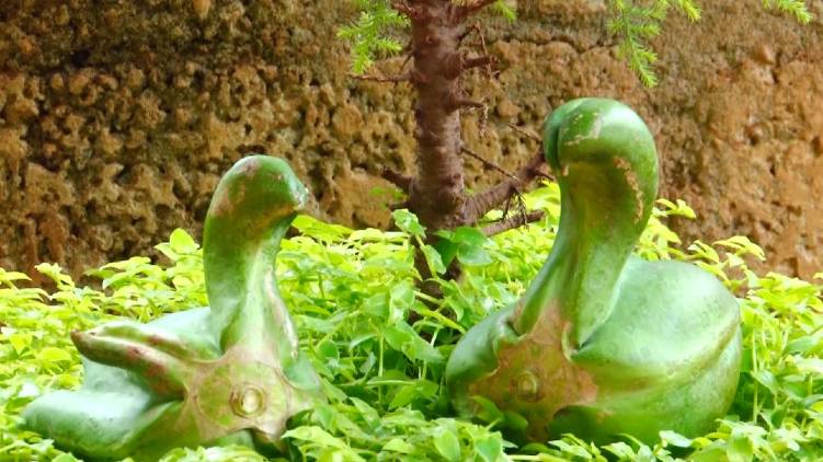 malappuram duck shaped pappaya shocks internet