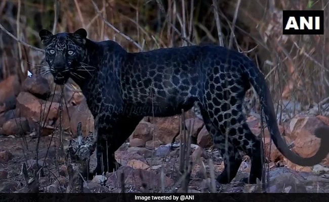 Pune Based Photographer On Viral Black Leopard Picture
