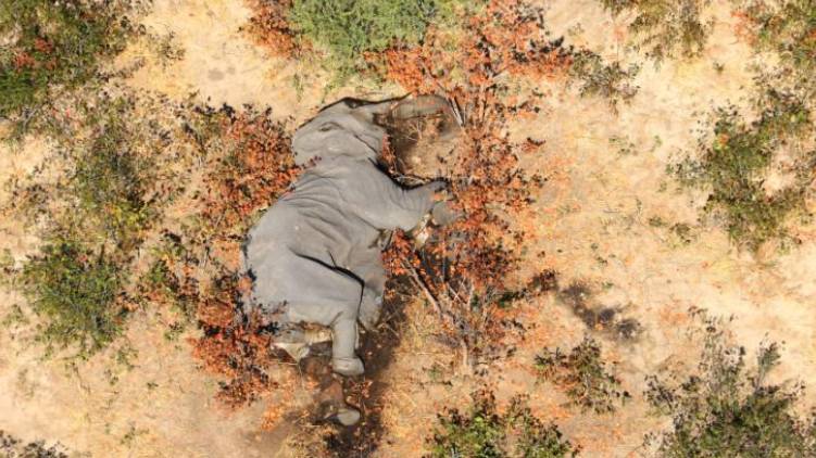 botswana elephant death