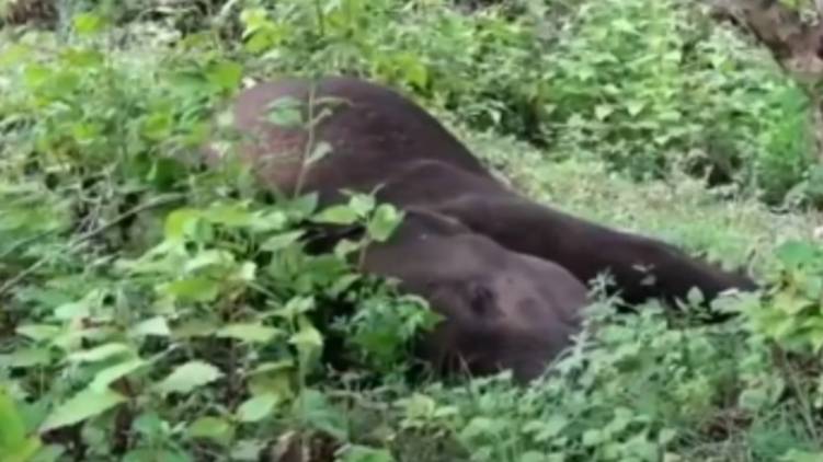 elephant