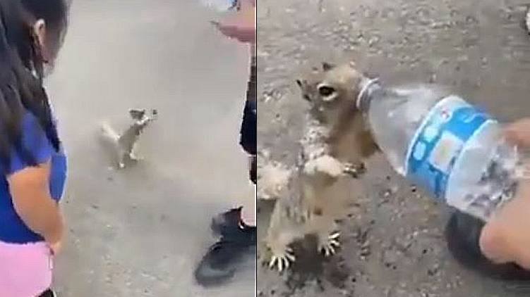 squirrel