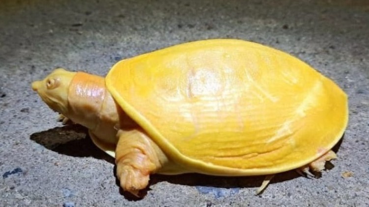 yellow turtle Odisha