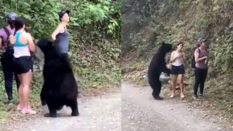 bear