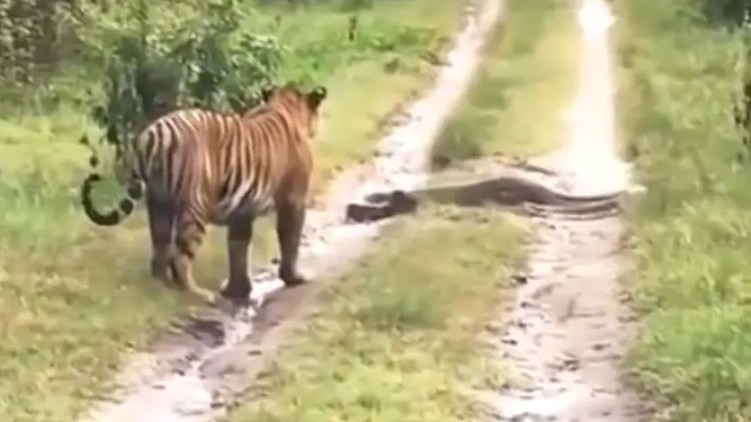 Tiger encounters python forest