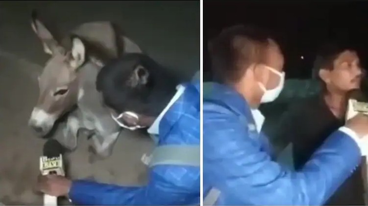 Reporter interviews donkey
