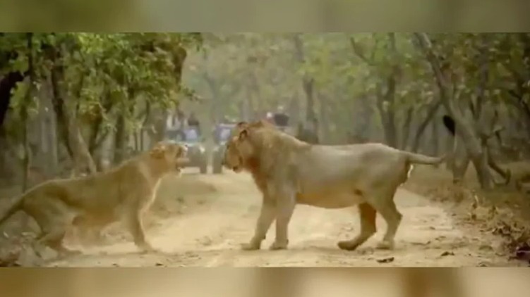 Fight between lion lioness