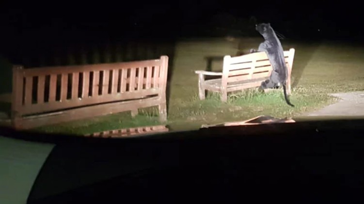 Cops Large Predator Park