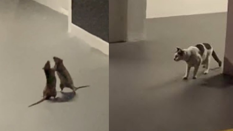 Cat Watching Rats Fight