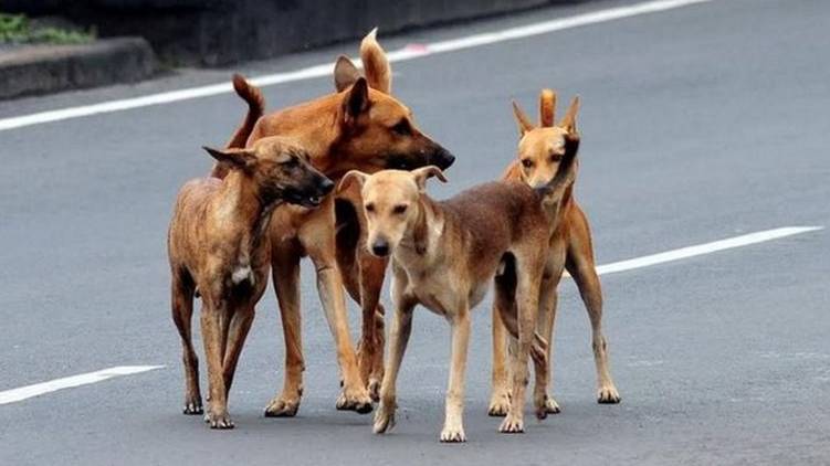 stray dog kerala