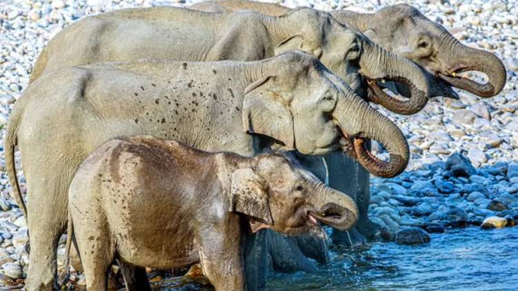elephants