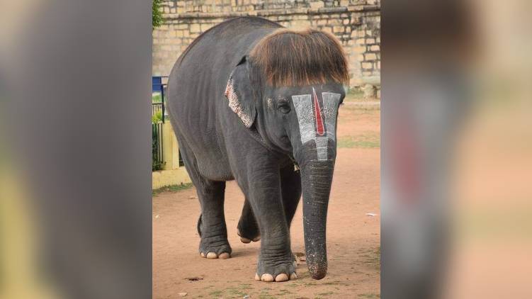 bob cut sengamalam
