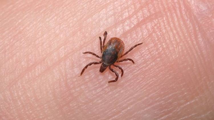 scrub typhus has been confirmed in Kollam