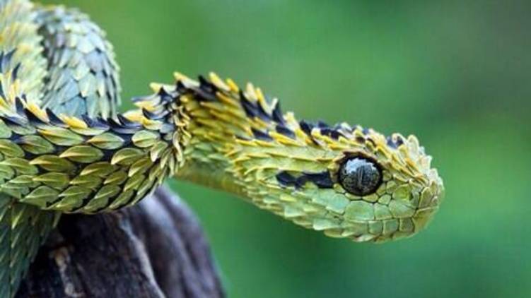 snake