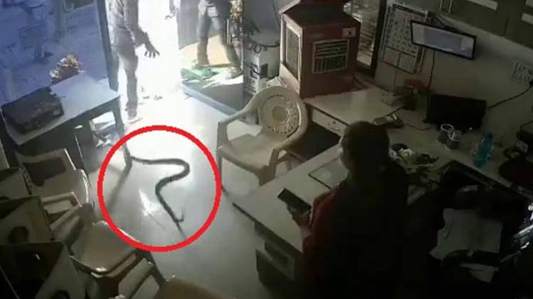 snake