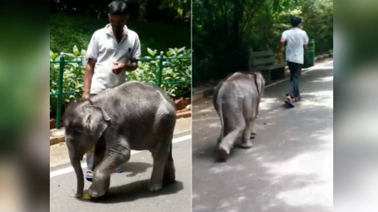 Baby Elephant
