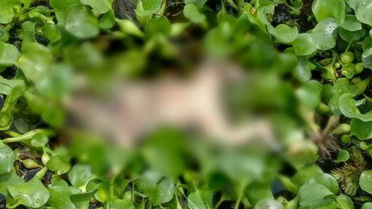 vaikom newborn baby corpse found