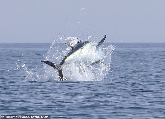 worlds costliest fish
