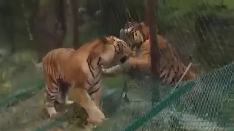 Fight wild Tiger Safari