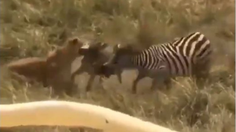 Zebra fight with lion