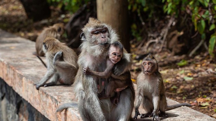 monkeys steal 25000 jewellery