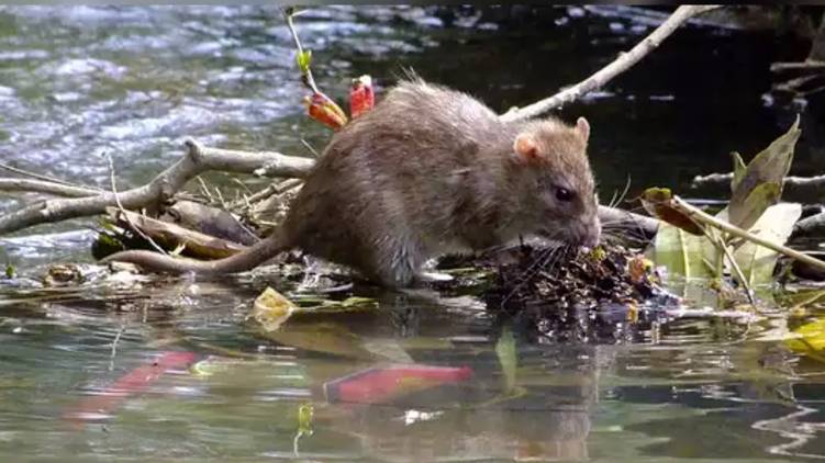 Leptospirosis