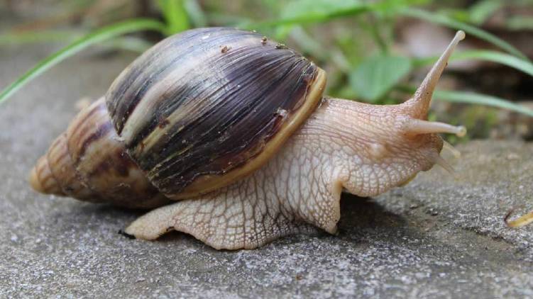 pattambi ongallur suffer under african snail