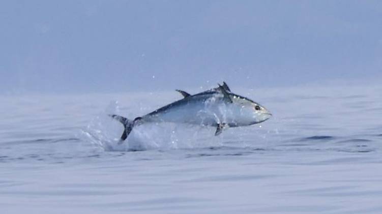 worlds costliest fish