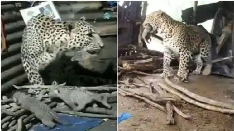 Leopard Birth Hut Cubs