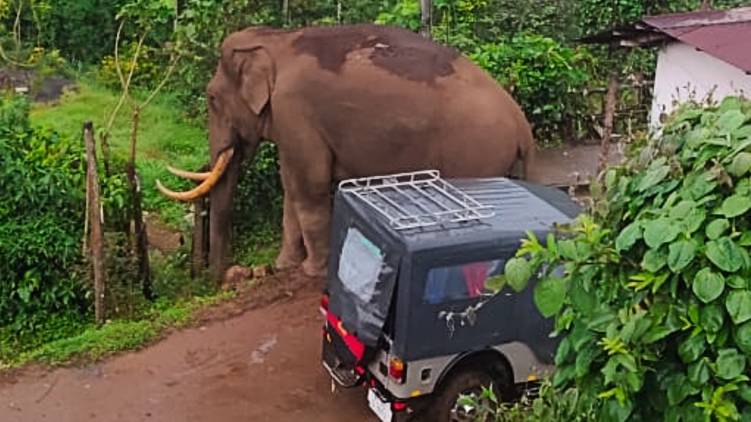 wild elephant