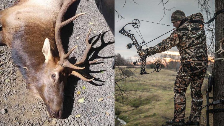 Bow hunter death elk