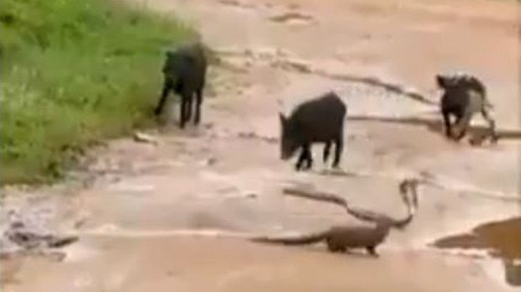 pigs rescue cobra mongoose