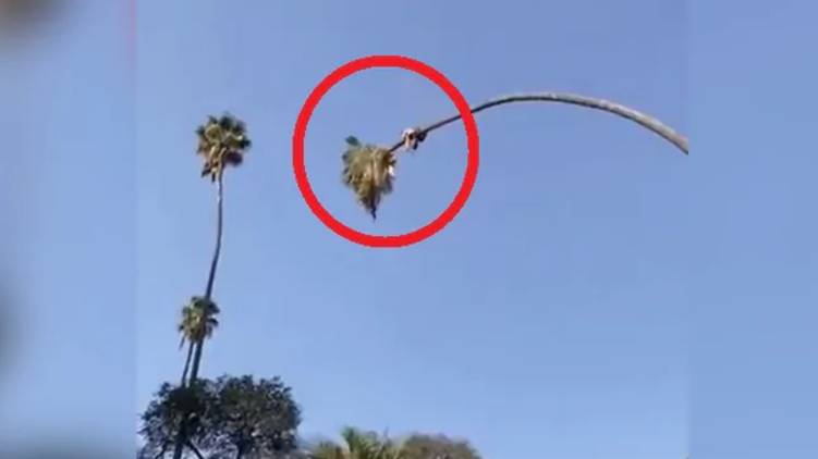 tree cutting video goes viral