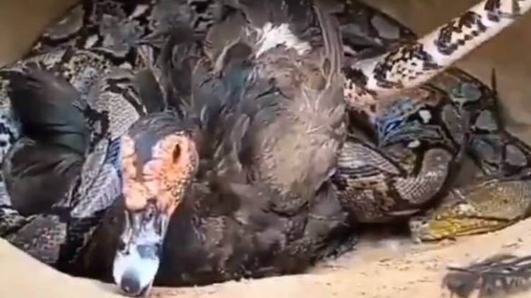 Mother Duck Sacrifices Her Life To Save Chicks From A Snake