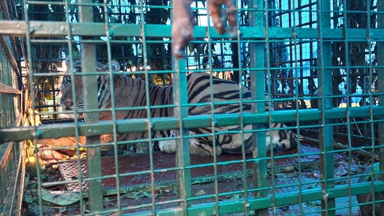 Tiger caught in Wayanad