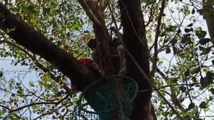 transgender tries to commit suicide