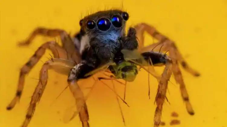new species of spider with eight eyes